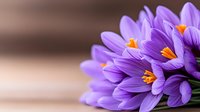 Purple crocus flowers blooming in spring with orange stamens and soft blurred background for seasonal nature photography and botanical designs.