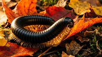 Large black millipede crawling through colorful autumn leaves on forest floor. Natural wildlife habitat scene for educational content.