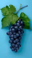 Fresh cluster of dark purple grapes with green vine leaves on bright blue background, arranged in minimal composition for food and wine marketing.
