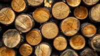 Freshly cut pine logs stacked showing circular end grain with natural growth rings and split marks. Rustic wooden texture background for lumber industry.