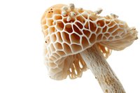 Honeycomb-like morel mushroom with intricate lattice pattern cap in cream and amber tones on white stem, isolated on white background for food photography.