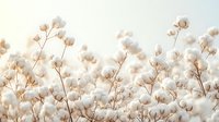 Dried cotton bolls on delicate stems against soft neutral background, suitable for home decor, wellness, and botanical design projects.