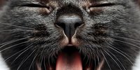 Close-up of cat nose and mouth with pink tongue sticking out, showing whiskers and fur texture for pet care and veterinary content.