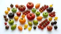 Assorted heirloom tomato varieties in red, yellow, green and orange tones arranged on white background for culinary and agricultural design projects.