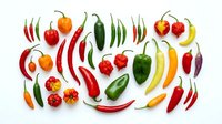 Assorted fresh chili peppers and bell peppers in red, yellow, orange, and green varieties arranged on white background for culinary and food styling projects.