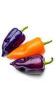 Fresh purple and orange bell peppers with green stems isolated on white background, ready for culinary, food packaging, and recipe design use.