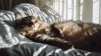 Fluffy brown tabby cat sleeping peacefully in sunlit bed with white bedding, stretching luxuriously across rumpled sheets in morning light streaming through window blinds.