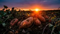 Fresh sweet potatoes harvested at sunset in agricultural field with golden sky and warm light creating dramatic farming scene for organic food concepts.
