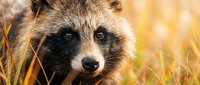 Close-up portrait of wild raccoon with distinctive facial markings in golden autumn grass. Wildlife photography capturing natural behavior and habitat.