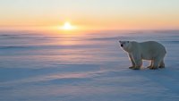 Polar bear standing on frozen Arctic ice during golden sunset with warm light reflecting on snow-covered landscape for wildlife and nature content.
