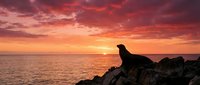 Seal silhouette on rocky coastline during dramatic sunset with vibrant orange and pink sky reflecting on calm ocean waters creating peaceful seascape moment.