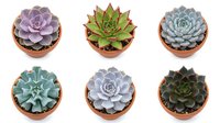 Collection of six colorful succulent plants in terracotta pots isolated on white background for home decor and gardening projects.