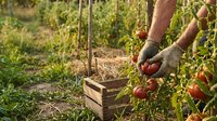 Farmer hands in gloves harvesting fresh red tomatoes from vine into wooden crate in organic vegetable garden during summer season.