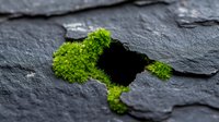 Vibrant green moss growing through dark slate rock, symbolizing resilience and nature's ability to thrive in harsh environments.