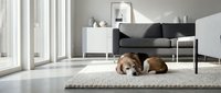 Adorable beagle dog resting on textured rug in modern minimalist living room with natural light streaming through large windows and contemporary furniture.