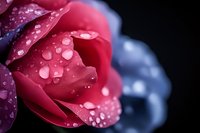Fresh pink rose petals with morning dew drops against dark background, macro photography showing delicate texture and water droplets in romantic lighting.
