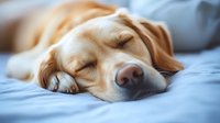 Sleeping golden retriever dog with peaceful expression lying on blue bedding, close-up portrait in soft natural light showing tranquil pet relaxation moment.