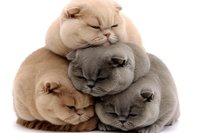 Adorable stack of sleeping British Shorthair cats in cream and grey colors showing peaceful expressions and cuddling together against white background.