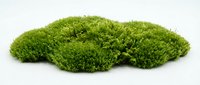 Vibrant green moss cluster isolated on white background, ready for design projects, botanical illustrations, nature graphics, and environmental concepts.