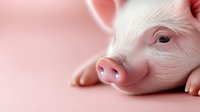 Young pink piglet close-up portrait showing cute snout and eye against soft pink background, representing innocence, farming and animal care in agriculture.