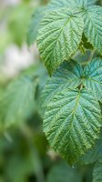 Fresh green raspberry leaves with detailed texture and veins in natural garden setting for botanical and organic gardening projects.