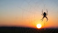 Spider silhouette on web at golden hour sunrise with dewdrops creating natural pattern against warm sky background for nature photography concepts.