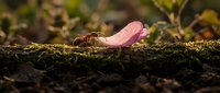 Ant carrying pink flower petal on mossy log in natural forest setting with warm sunlight and bokeh background for nature and wildlife concepts.