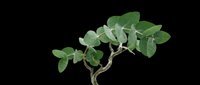 Eucalyptus branch with round green leaves isolated on transparent background, ready for t-shirt design, stickers, clipart, print on demand, and sublimation projects.