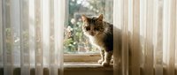 Tabby cat sitting on a sunny windowsill between sheer white curtains, gazing indoors with soft natural light and garden view behind.
