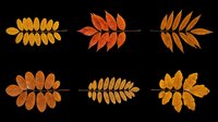 Autumn fern and feather leaf branches in warm orange and golden tones, isolated on transparent background. Ready for t-shirt design, clipart, stickers, sublimation and print-on-demand projects.