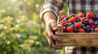 Farmer holding wooden crate filled with fresh strawberries and blueberries in garden. Harvesting organic berries outdoors for agriculture and farming concepts.