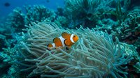 Clownfish with orange and white stripes nestled in sea anemone tentacles among coral reef ecosystem for marine life and ocean conservation content.