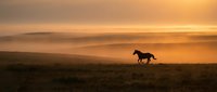 Wild horse running across open prairie landscape during golden hour sunset with dramatic orange sky and rolling hills in background.