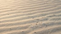 Sand dunes with rippled texture and small footprints creating natural desert landscape patterns for travel and nature backgrounds.