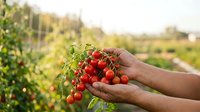 Farmer harvesting ripe red tomatoes from vine in organic garden field, sustainable agriculture and fresh produce picking for farmers market.