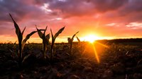 Young corn plants emerging from soil at sunrise with dramatic orange and purple sky creating hopeful agricultural scene for farming concepts.