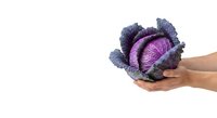 Red cabbage held in hands against white background, isolated fresh produce for cooking, nutrition, and healthy eating concepts.