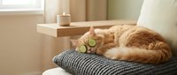 Orange tabby cat sleeping peacefully on gray knitted blanket in cozy living room with natural sunlight streaming through window creating warm atmosphere.