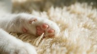 Close-up of a white cat's pink paw pad resting on a soft, cream-colored textured surface, showcasing feline anatomy and pet care themes.