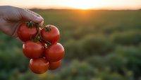Fresh ripe cherry tomatoes held in hand during golden hour sunset over agricultural field. Organic farming harvest concept for healthy eating and agriculture.