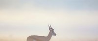 Silhouette of graceful antelope against soft pastel sky at dawn creating serene wildlife scene for nature photography and outdoor adventure content.