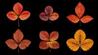 Autumn strawberry leaves in various shades of red, orange, and gold isolated on transparent background. Ready for clipart, t-shirt design, stickers, sublimation, and print-on-demand projects.