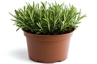 Fresh rosemary herb growing in brown plastic pot isolated on white background, aromatic culinary plant with green needle-like leaves for cooking and gardening.
