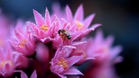Honey bee collecting nectar from vibrant pink succulent flowers covered in morning dew drops, macro nature photography with soft bokeh background.