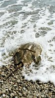 Horseshoe crab on sandy beach shore with ocean waves and foam washing over pebbles and shells creating natural coastal marine wildlife scene.