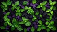Fresh green and purple basil leaves pattern on dark background, natural organic herbs composition for culinary and aromatherapy designs.