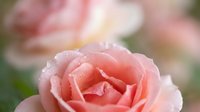 Soft pink rose with delicate water droplets on petals creating romantic garden atmosphere for wedding invitations and floral design projects.
