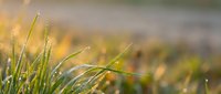 Close-up of dewy grass blades with morning water droplets in soft sunlight, ideal for nature, wellness, and environmental design projects.