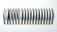 Fresh sardines arranged in neat row on white background for culinary and seafood market concepts. Raw fish display for cooking and nutrition themes.