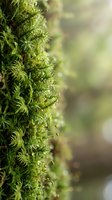 Lush green moss growing on tree bark with soft bokeh background, ideal for nature, environmental, and botanical design projects.